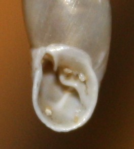 Clausiliidae da id./3